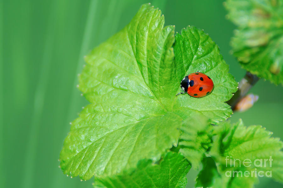 Ladybug On A Leaf Photograph