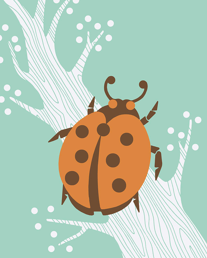 Ladybug Drawing - Ladybug on Branch by CSA Images