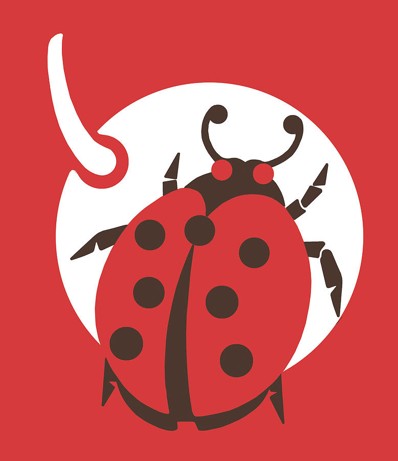 Ladybug Drawing - Ladybug on Cherry by CSA Images