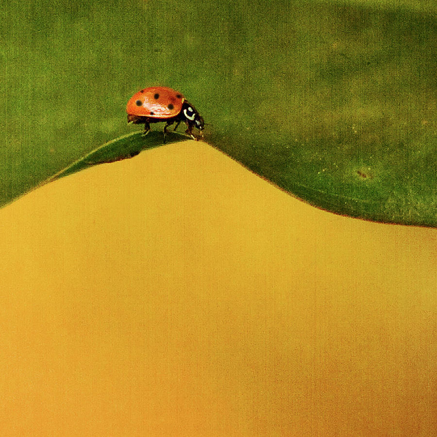 Ladybug On Edge Of Leaf Photograph by Melinda Moore