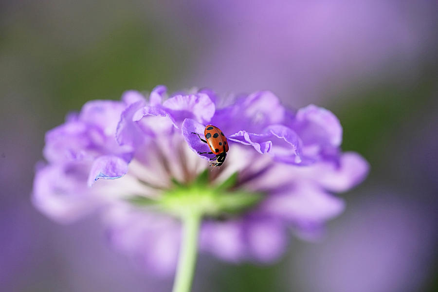 Ladybug On Flower Photograph by Barbaracarrollphotography