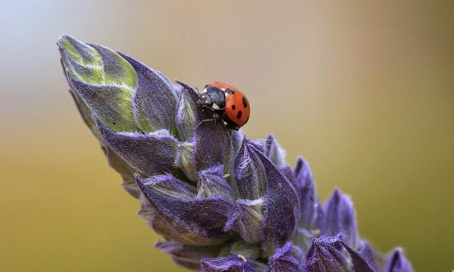 Ladybug ? On Purple Photograph by Boaz Gat