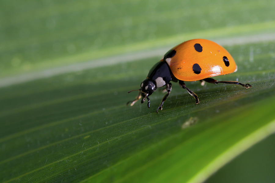 Ladybug On Sweetcorn Leaf Photograph by Tony Emmett