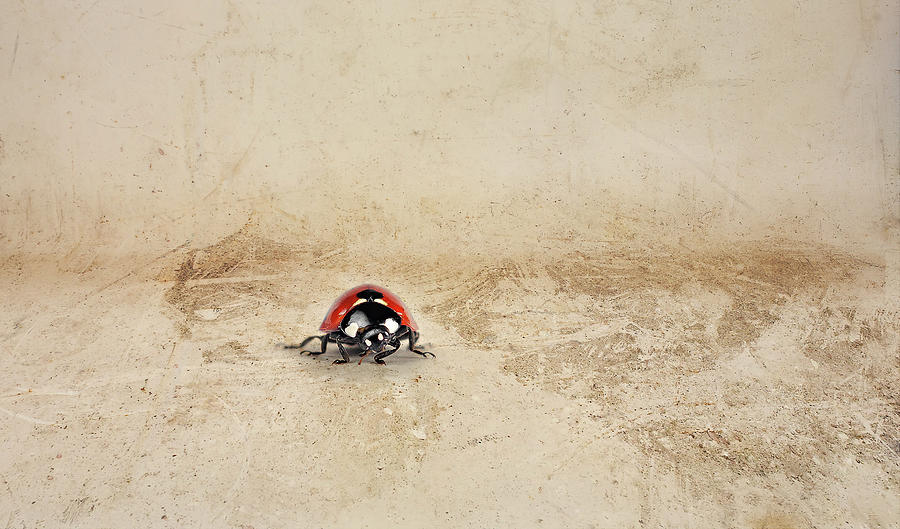 Ladybug On Textured Background Photograph by Chad Latta