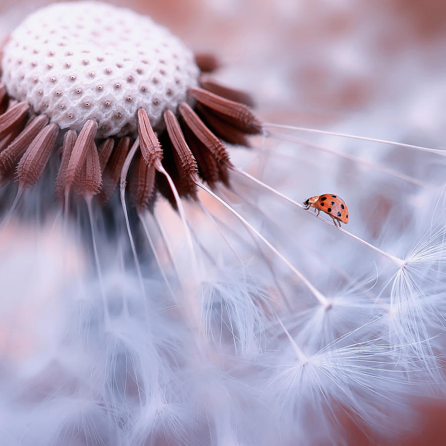 Ladybug Photograph - Ladybug On The Mushrooms by Edy Pamungkas