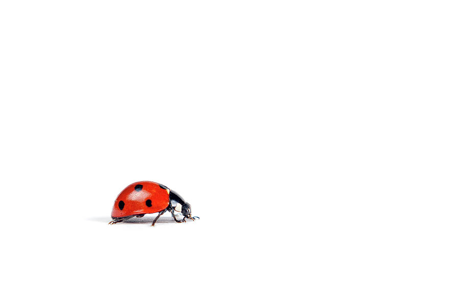 Ladybug On White Background Photograph by Chad Latta