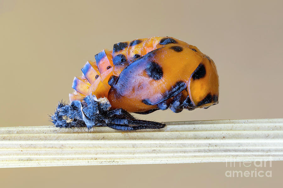 Ladybug Photograph - Ladybug Pupa by Ozgur Kerem Bulur/science Photo Library