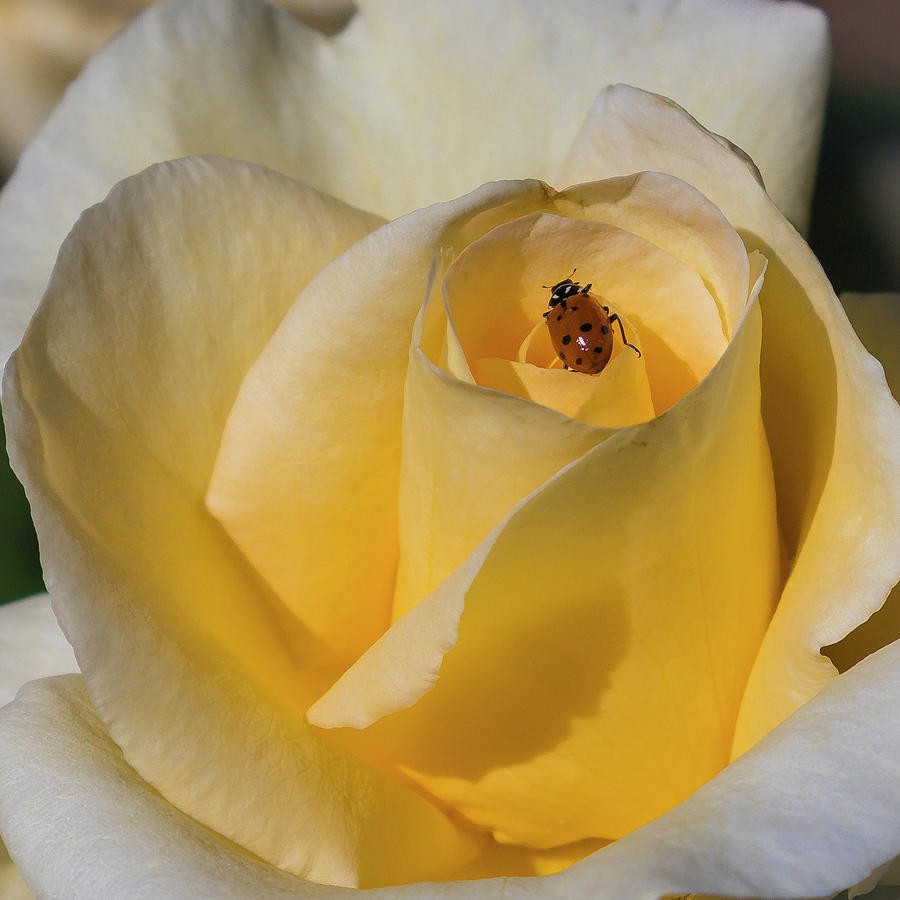 Ladybug Rose Photograph by Mark Mille