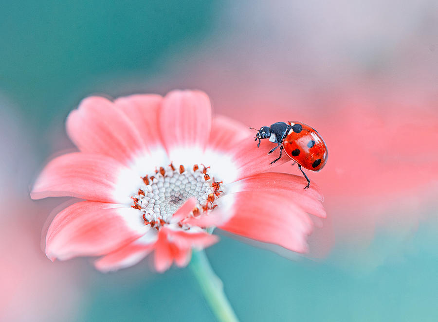 Ladybug Photograph by Summer2016