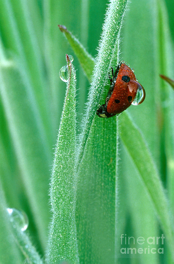 Drop Photograph - Ladybug With Large Dew Droplet On Back by Marc Parsons Drop Photograph - Ladybug With Large Dew Droplet On Back by Marc Parsons