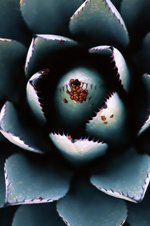 Flowers Still Life Photograph - Ladybugs Agave by Thomas Haney