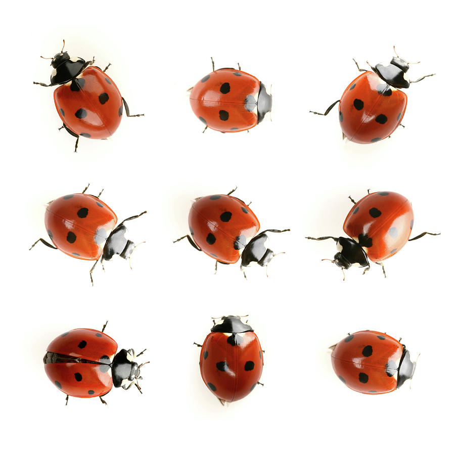 Ladybugs Photograph by Antagain