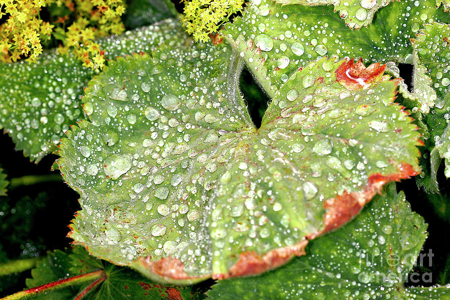 Ladys Mantle Leaves Photograph by Dr Keith Wheeler/science Photo Library
