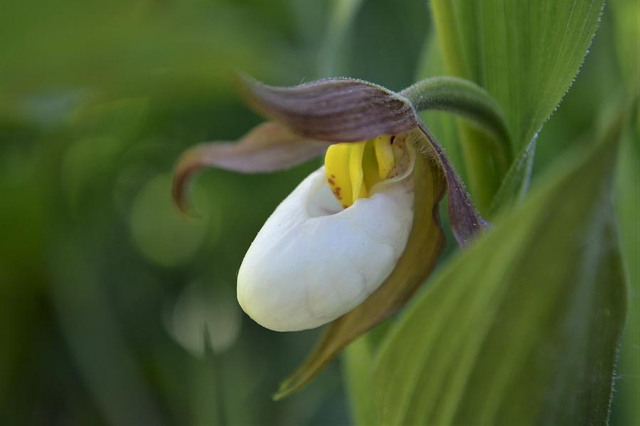 Lady's slipper by Norman Burnham Lady's slipper by Norman Burnham
