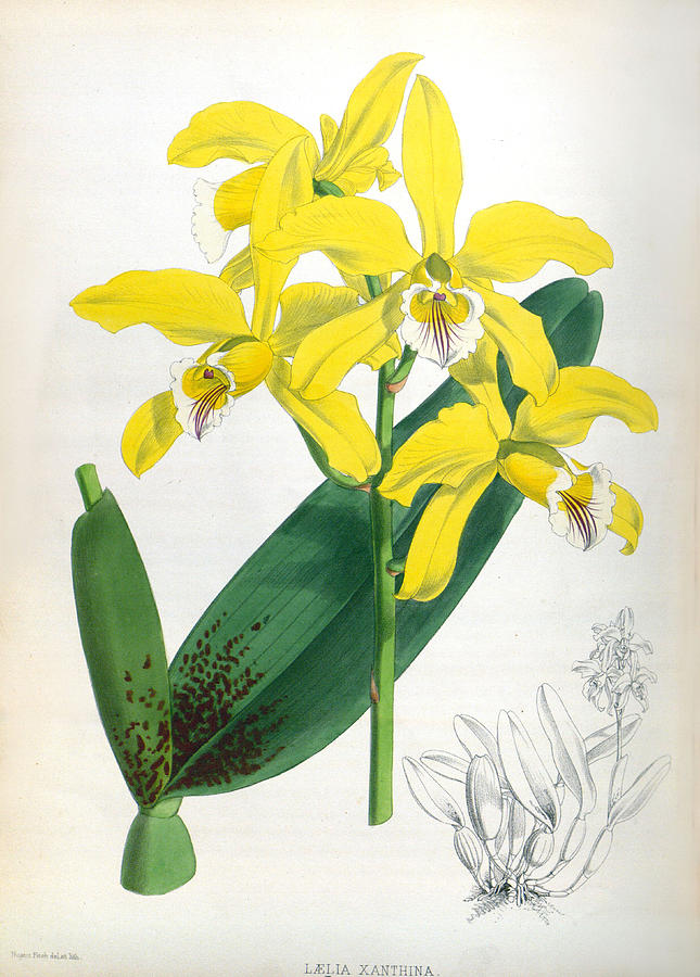 Laelia Xanthina Vintage Lindenia Orchid by Jean Jules Linden Laelia Xanthina Vintage Lindenia Orchid by Jean Jules Linden