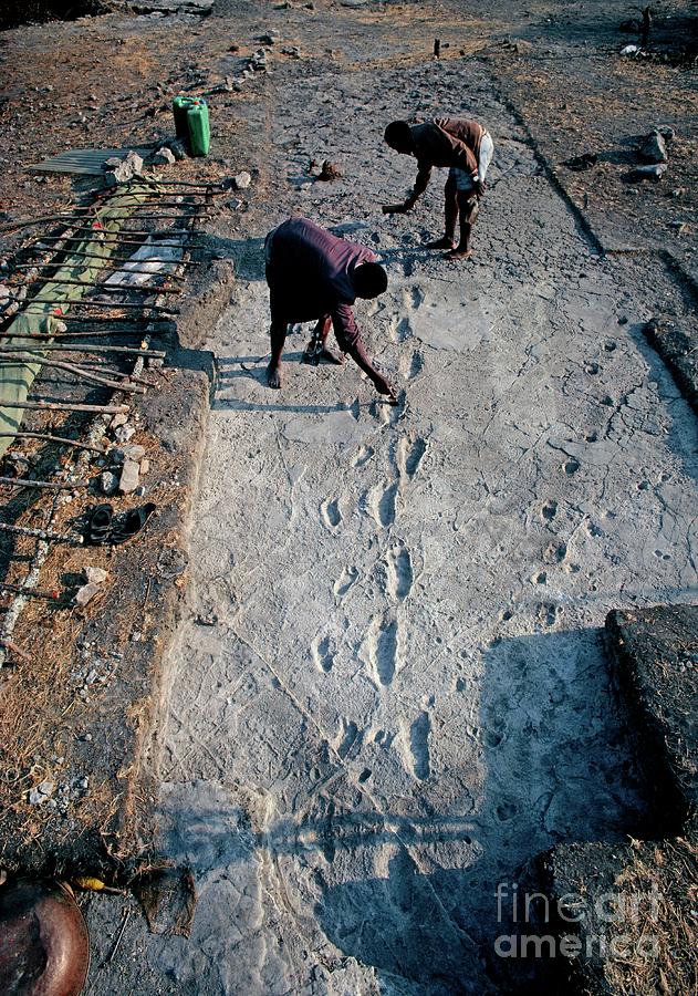 Laetoli Photograph - Laetoli Early Human Footprints by John Reader/science Photo Library