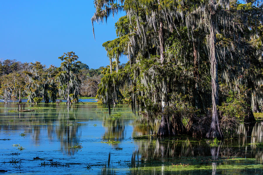 Lafayette, Louisiana, Usa - Cajun Swamp Photograph by Panoramic Images