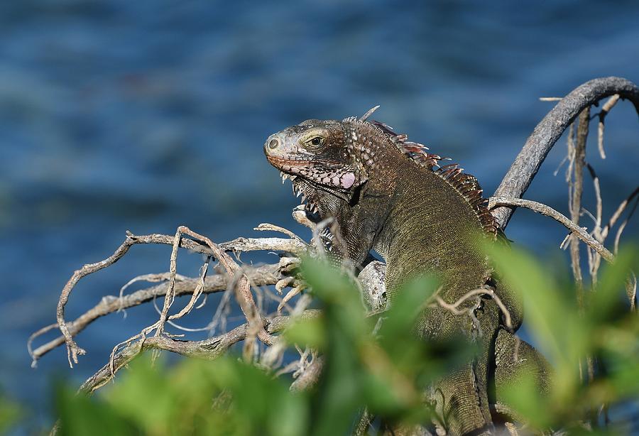 Lagoon Iguana Photograph by Fraida Gutovich