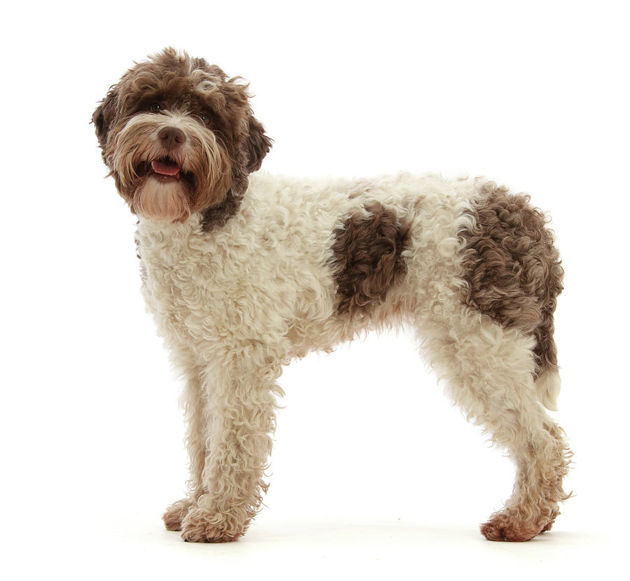 Lagotto Romagnolo Bitch, 3 Years Old Photograph by Mark Taylor