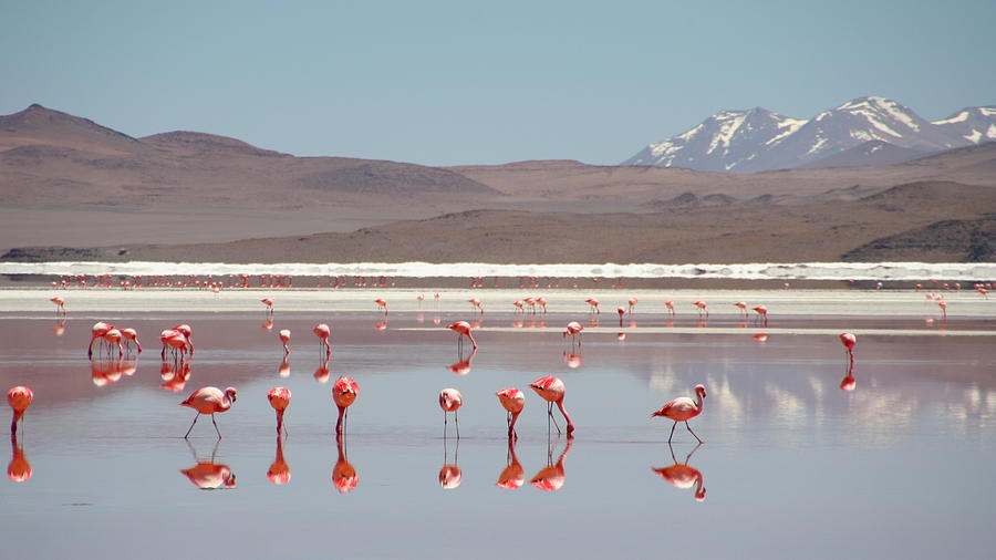 Laguna Colorada Flamingos Photograph by Alex Schwab