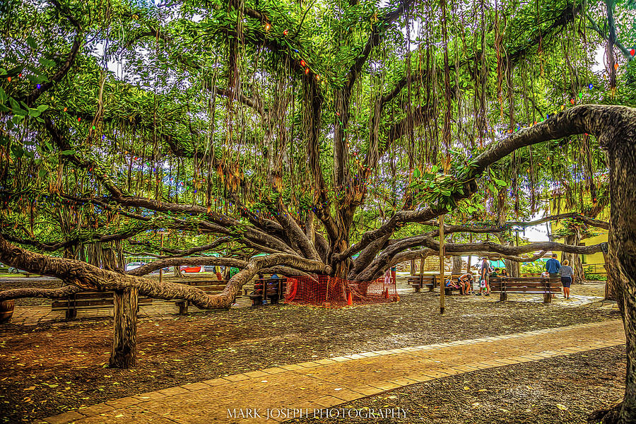 Lahaina Banyan Tree Photograph by Mark Joseph Fine Art America