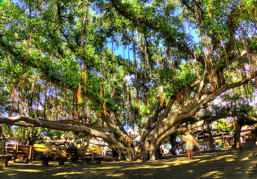 Lahaina Banyon Tree Photograph by Joe  Palermo