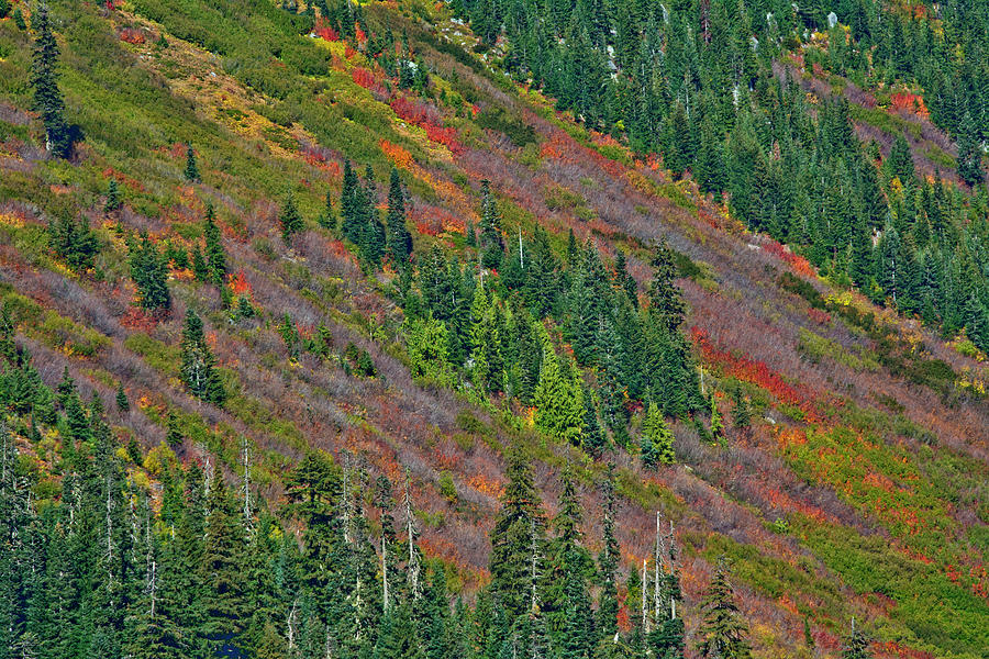 Lahar Area, South Side Of Mount St Photograph by Michel Hersen - Fine ...