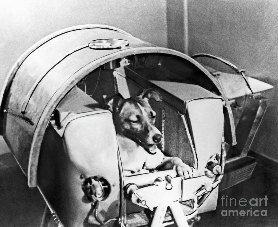 Laika, Russian Astro Dog Photograph by Bettmann