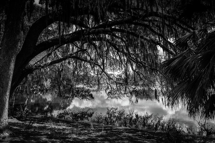 Lake Alice University Of Florida Photograph