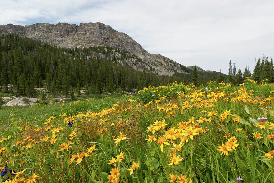 Lake Charles Summer Meadow Photograph by Cascade Colors
