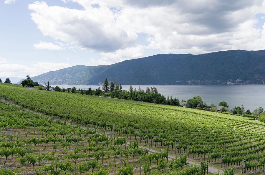 Lake Country Photograph - Lake Country British Columbia winery 3 by Bob Corson