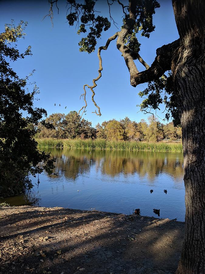 heather Farms Park Photograph by Deborah Abdulla Fine Art America