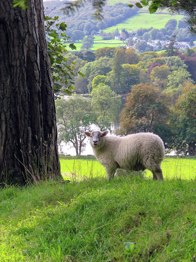Lake District sheep Photograph by Seeables Visual Arts