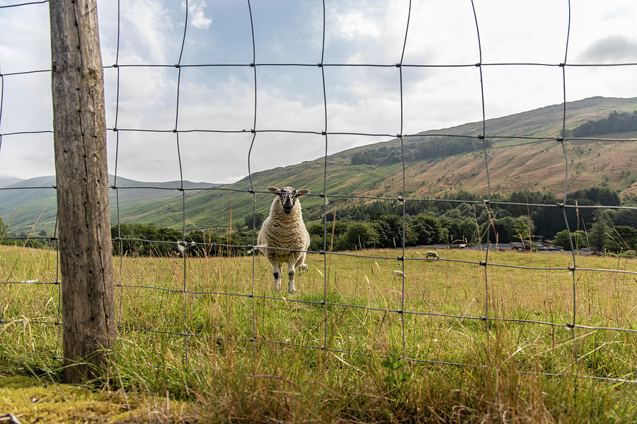 Lake District UK Sheep and Fence  Photograph by John McGraw