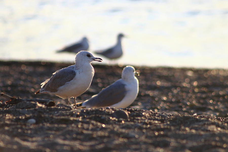 Lake Erie Seagulls Photograph by Bruce Patrick Smith