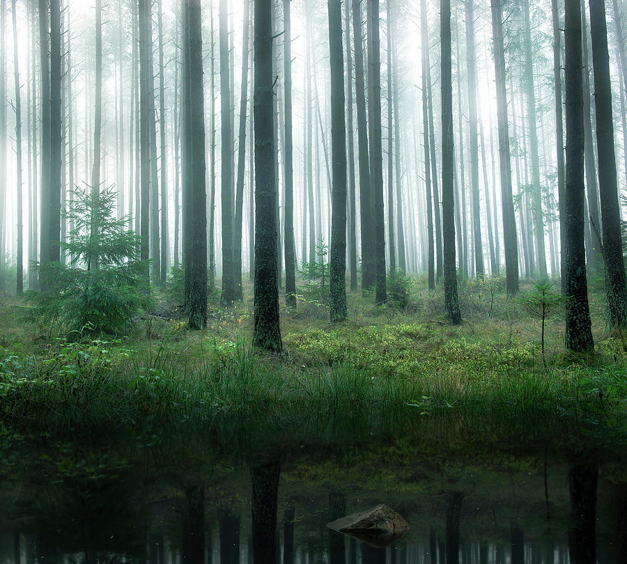 Lake In Forest Photograph by Christian Lindsten