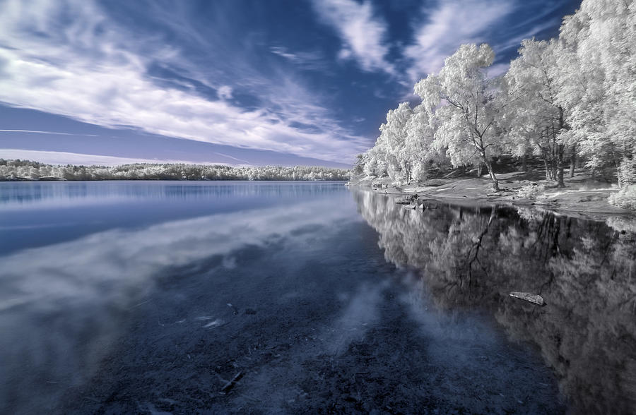 Tree Photograph - Lake by Istvan Lichner