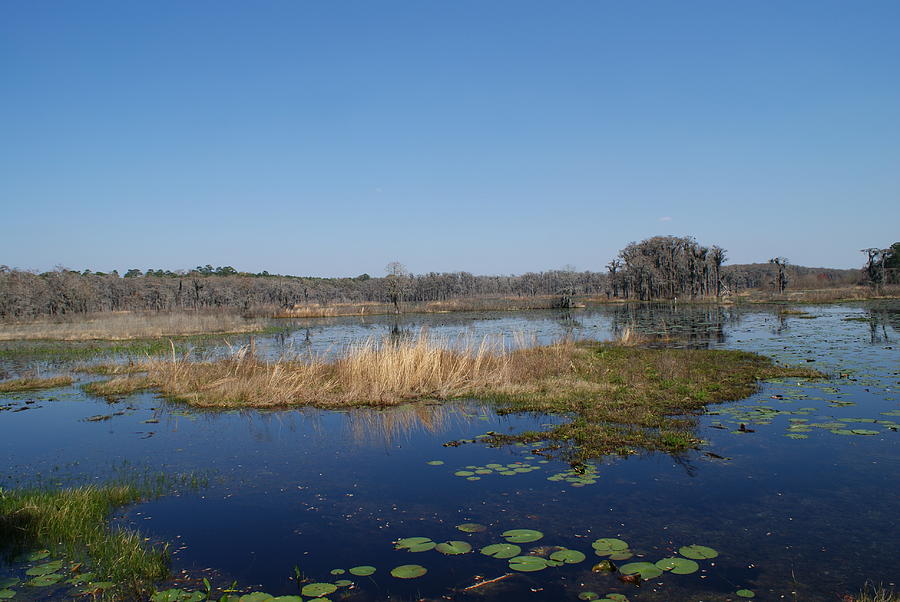 Lake Lafayette by Stephanie Pieczynski Lake Lafayette by Stephanie Pieczynski