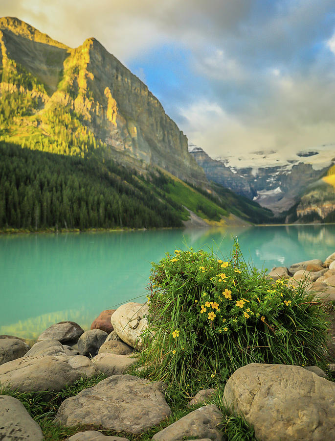 Lake Louise Flowers by Dan Sproul Lake Louise Flowers by Dan Sproul