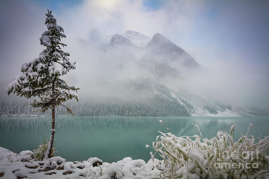 Lake Louise Lonesome Tree   Photograph by Inge Johnsson