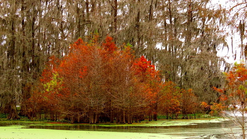 Lake Martin Colors by Betty Berard Lake Martin Colors by Betty Berard
