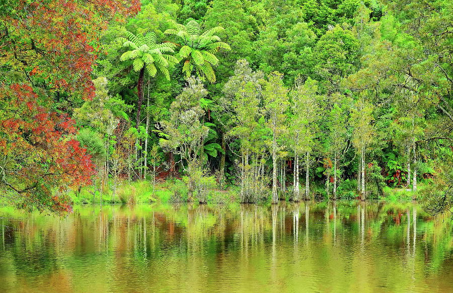 Lake McLaren Autumn Scenic by Anthony Dezenzio Lake McLaren Autumn Scenic by Anthony Dezenzio