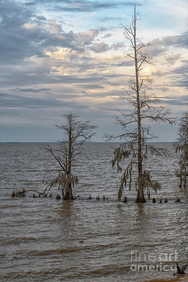 Lake Moultrie in the Winter Photograph by Dale Powell