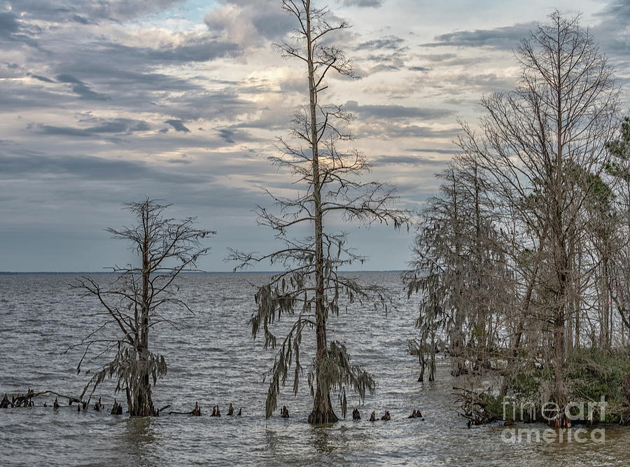 Lake Mountrie - Cypress Trees Winter Solitude Photograph by Dale Powell