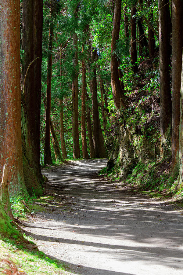 Lake Path by Edgar Laureano Lake Path by Edgar Laureano