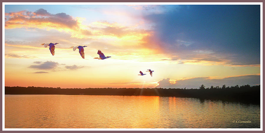 Lake Sunset, Cormorants in Flight Photograph by A Macarthur Gurmankin