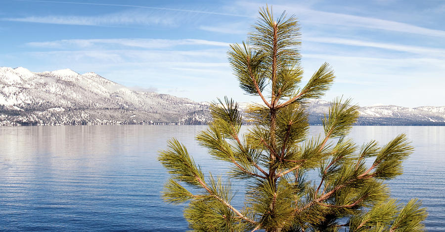 Winter Photograph - Lake Tahoe Pine Tree by Christopher Johnson