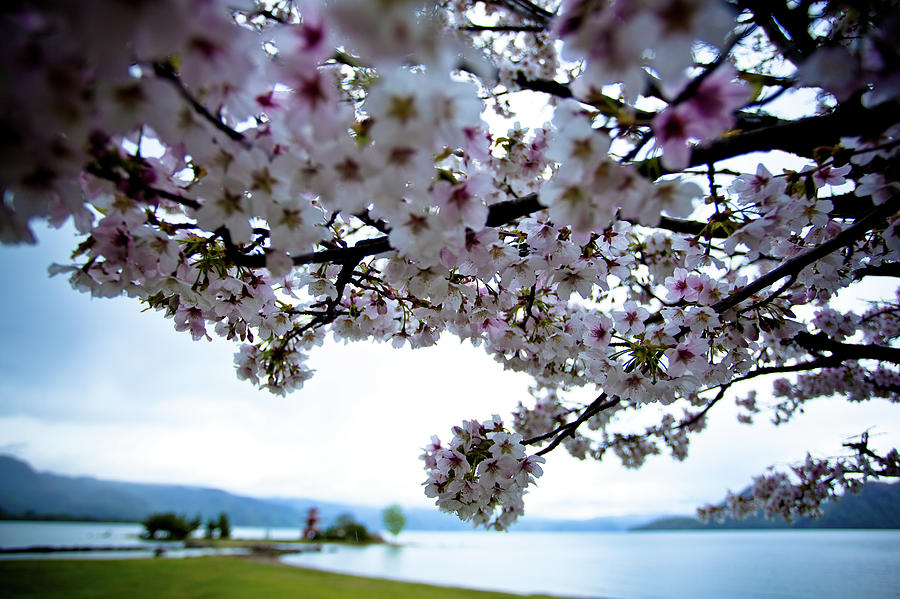 Lake Toya With Cherry Blossoms Photograph by Kelly Cheng Travel Photography