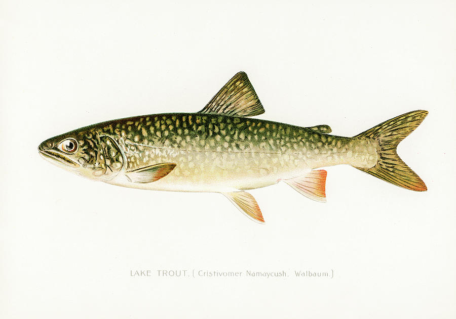 Lake Trout Drawing by David Letts