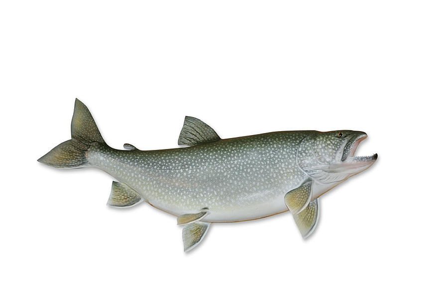 Lake Trout With Clipping Path Photograph by Georgepeters